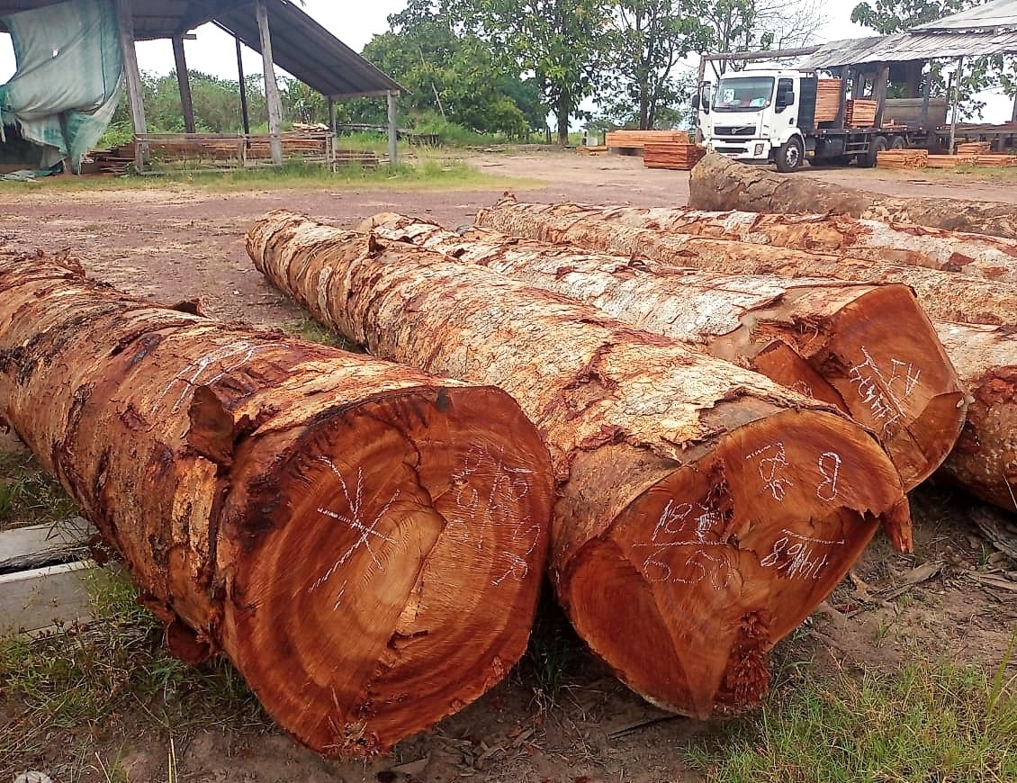 Madeira nobre tropical — ativo florestal de alto valor