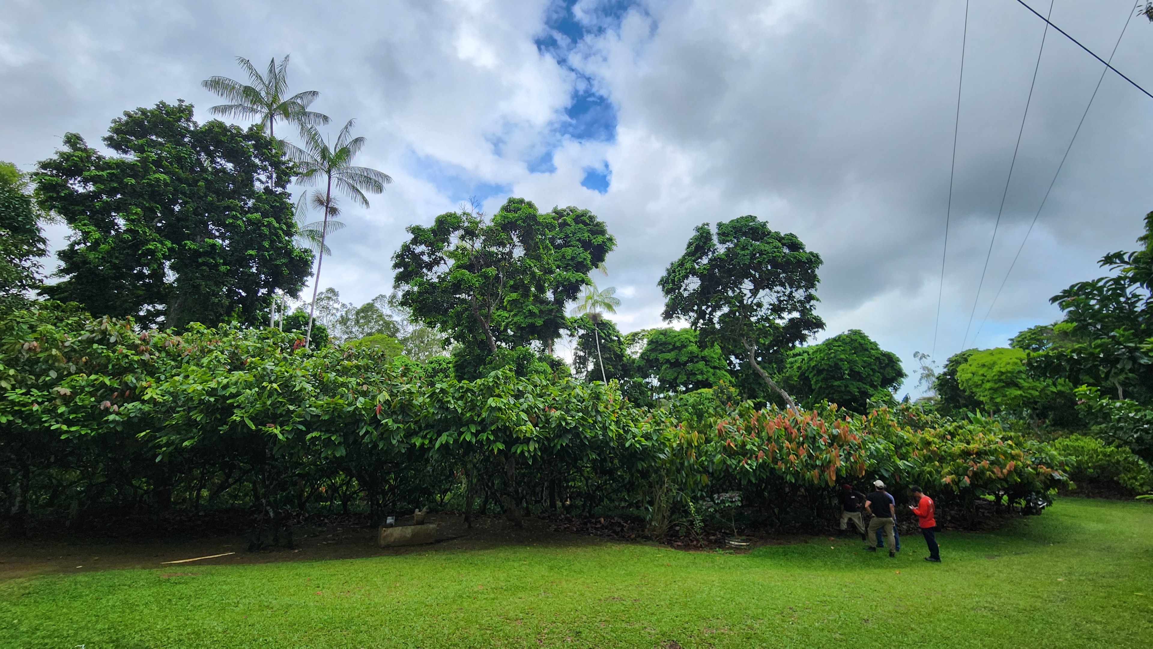Sistemas Agroflorestais