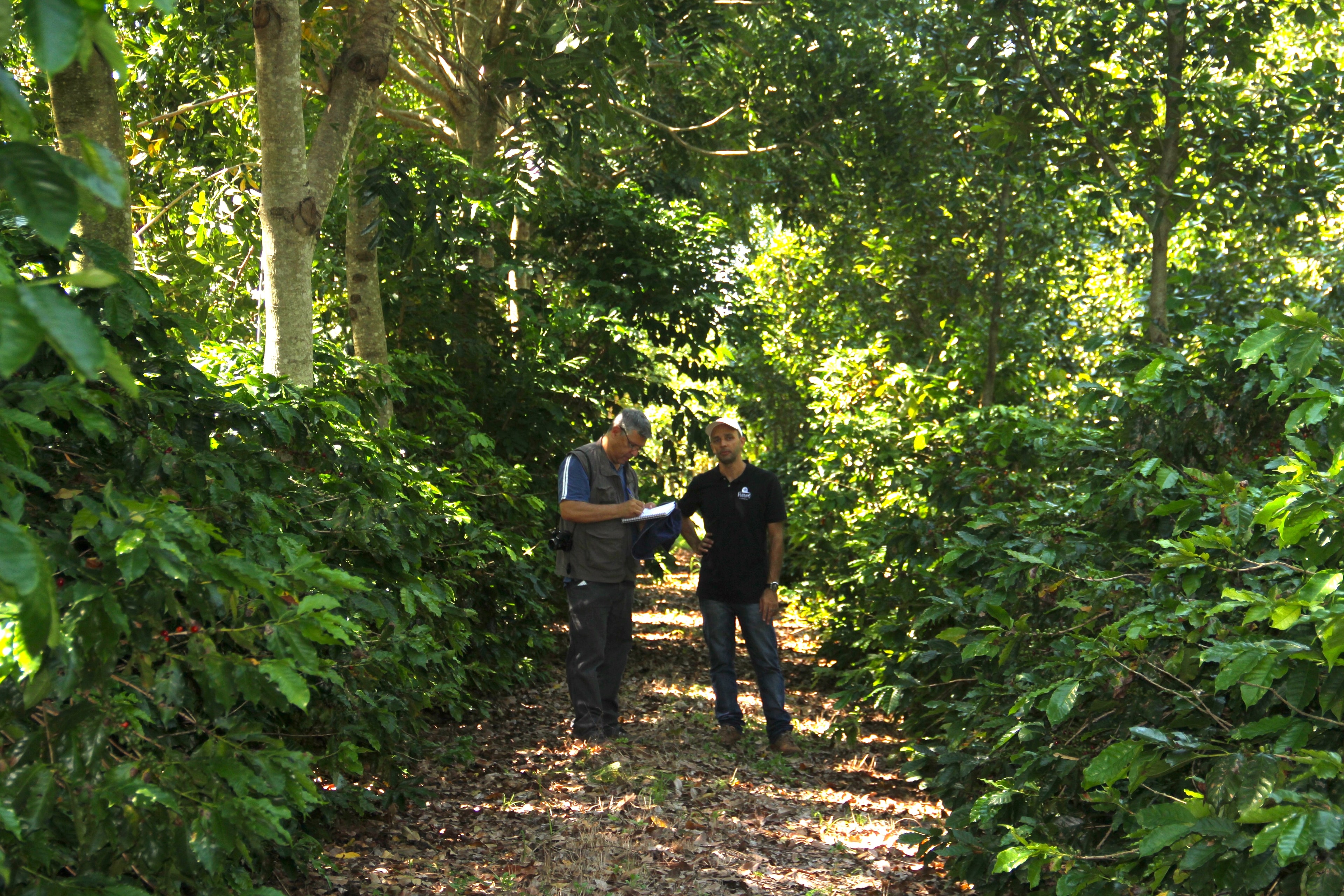 Pesquisa de campo em sistema agroflorestal com café e espécies nativas